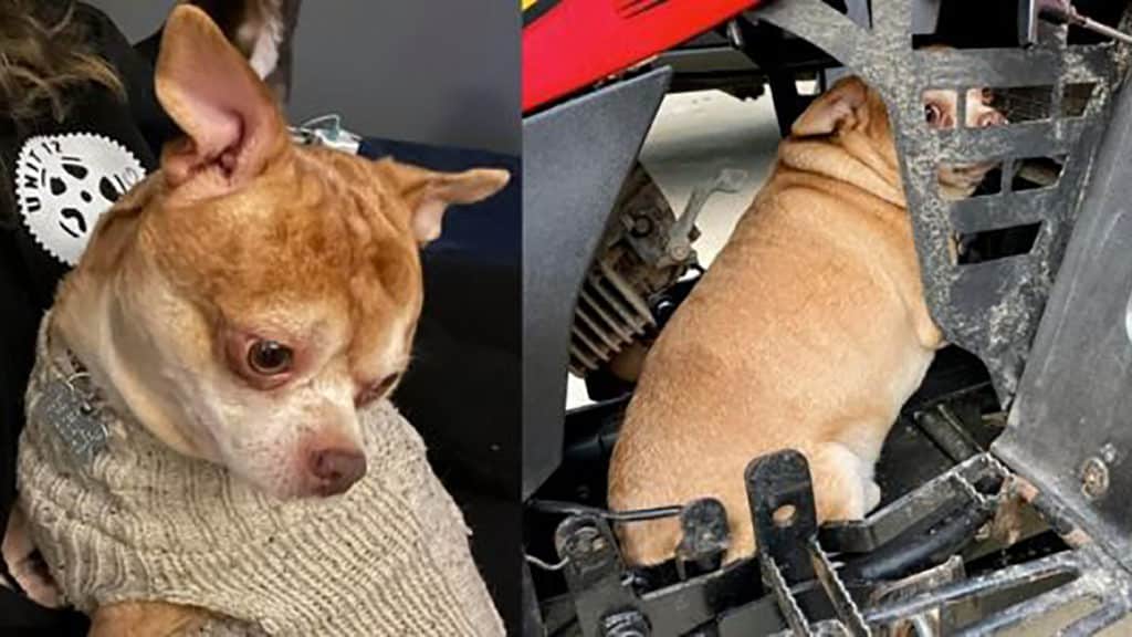 Two-year-old “demonic” chihuahua prancer adoption video goes viral