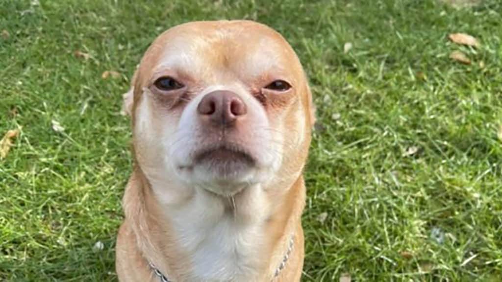 Two-Year-old “Demonic” Chihuahua Prancer Adoption Video Goes Viral