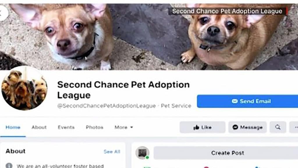 Two-year-old “demonic” chihuahua prancer adoption video goes viral