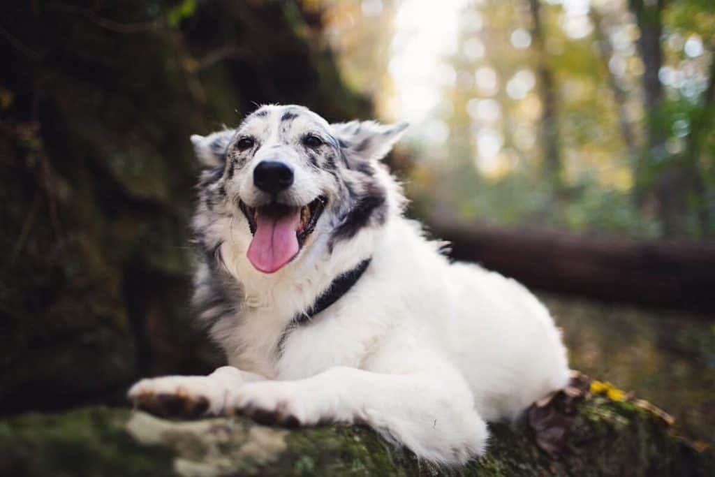 Blue Heeler Australian Shepherd Cross