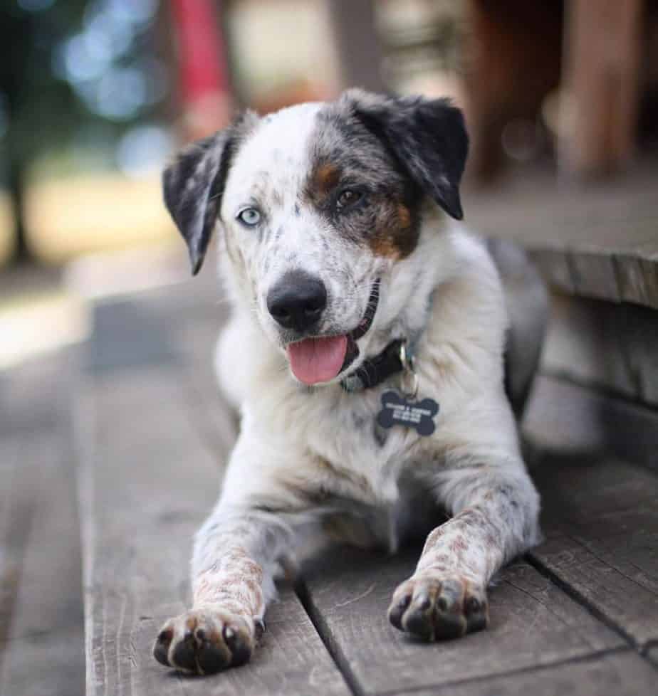 Blue Heeler Australian Shepherd Hybrid