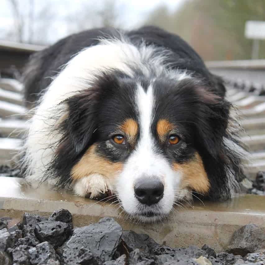 are blue heeler alaskan shepherd mix good with other dogs