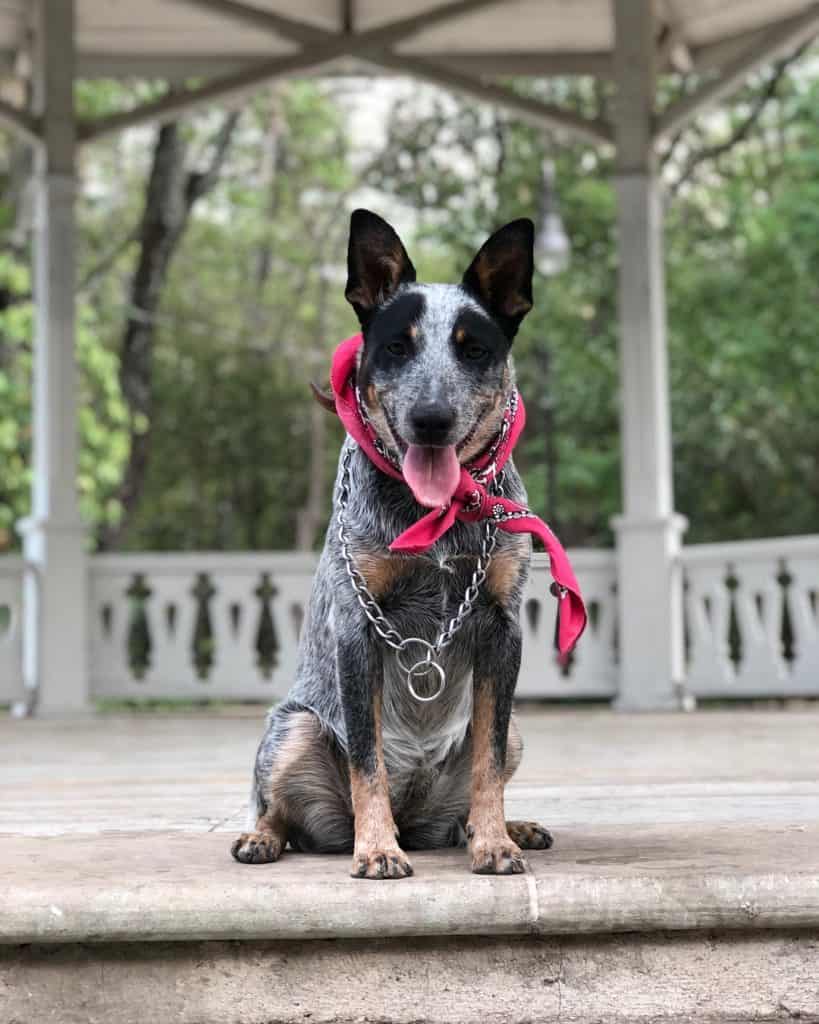 Blue Heeler Australian Shepherd Hybrid