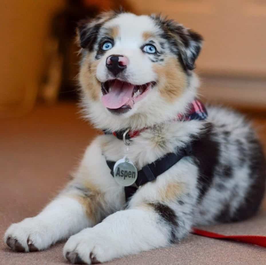 Australian shepherd blue heeler cross