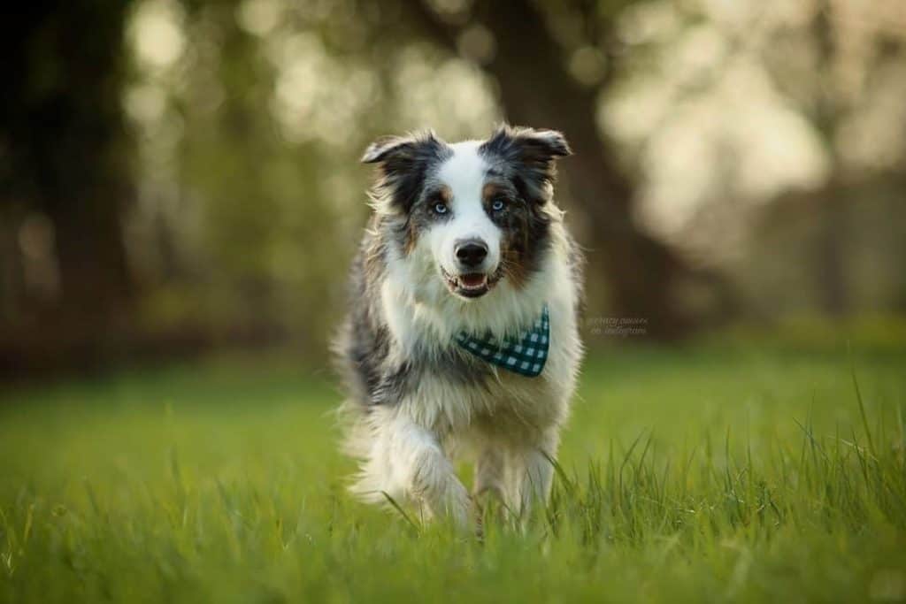 Blue heeler australian shepherd mix