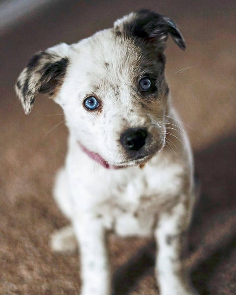 Australian shepherd blue heeler mix