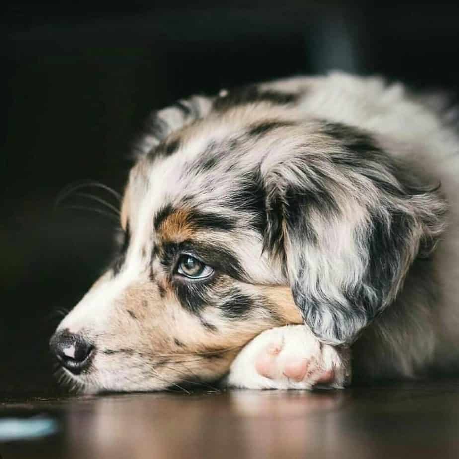 Australian shepherd mixed with blue heeler