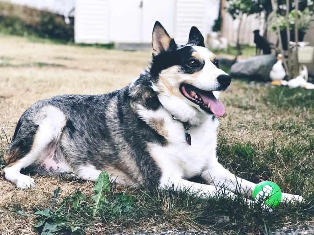 Australian Shepherd Blue Heeler Cross