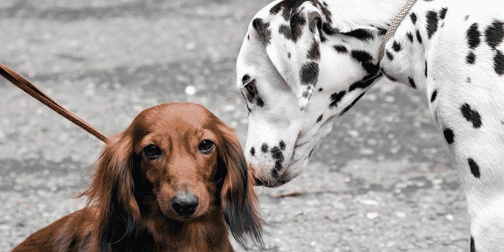 Dachshund Dalmatian Mix Cruella De Vil S Almost Pet Companion