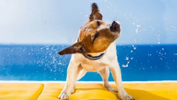 Why is my dog shaking? Our veterinarian explains why