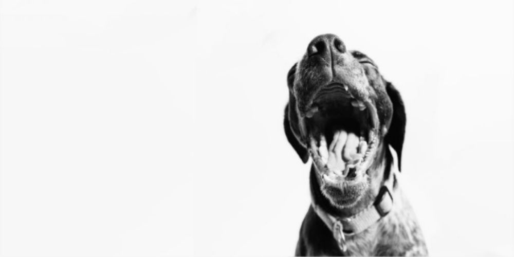 Is your dog coughing? Our vet explains possible causes & solutions