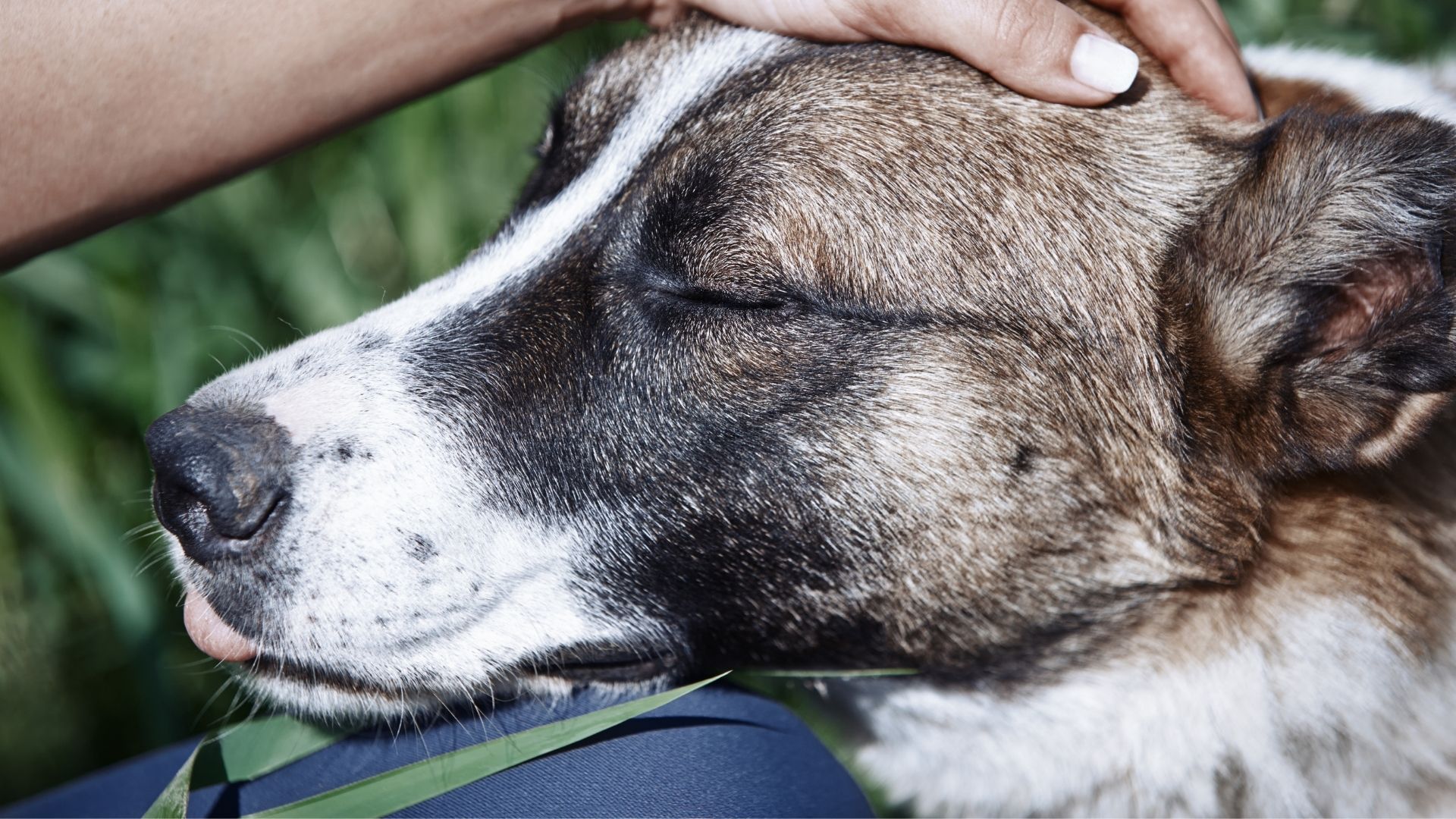 How to prevent pet anxiety if you're heading back to the office