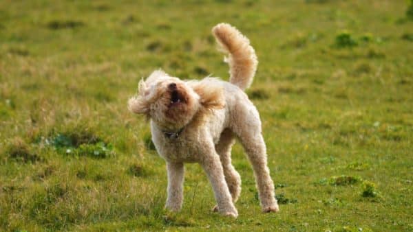 Why Is My Dog Shaking? Our Veterinarian Explains Why