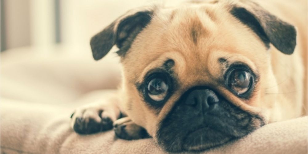 Is your dog coughing? Our vet explains possible causes & solutions