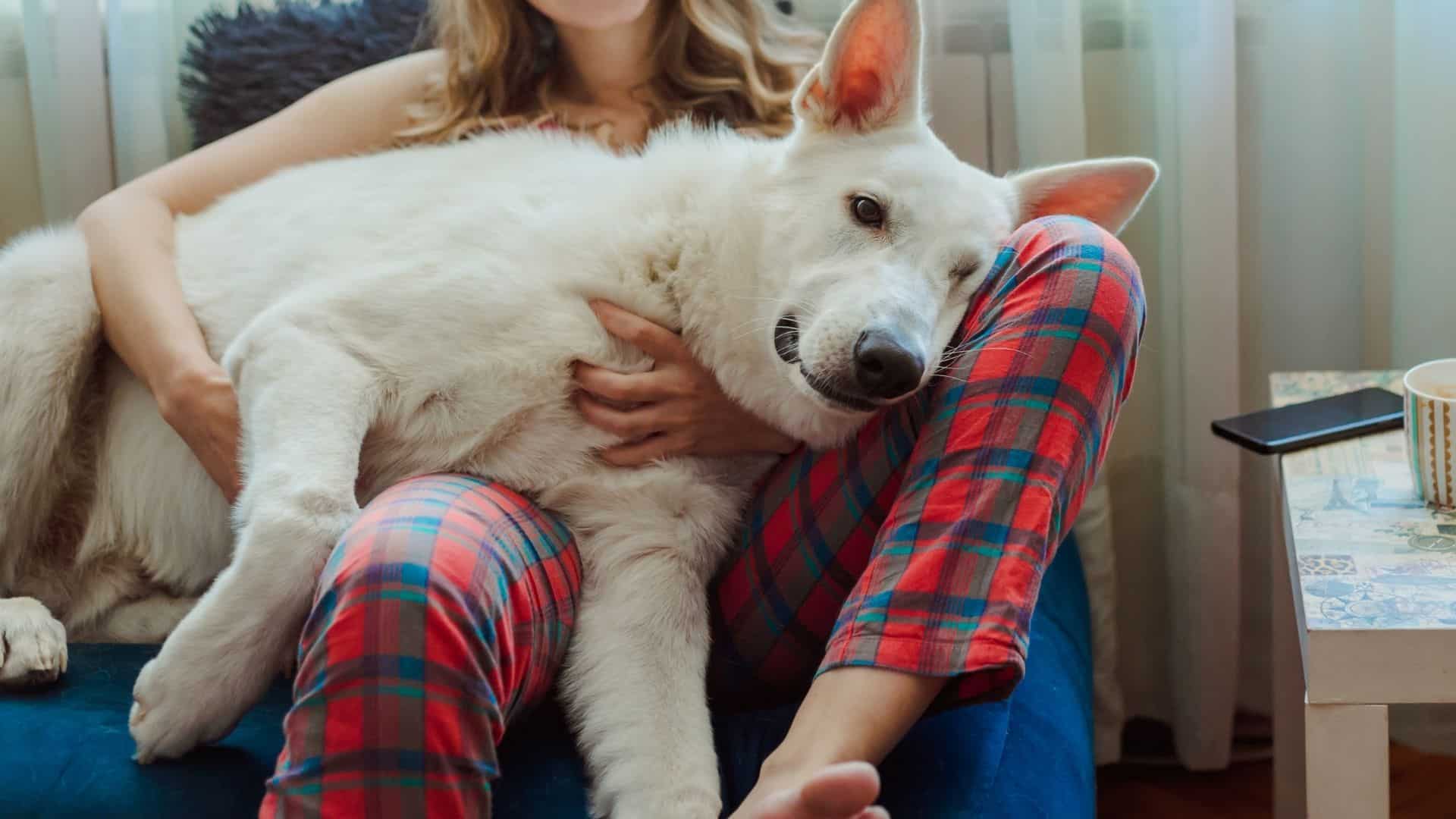 How to prevent pet anxiety if you're heading back to the office