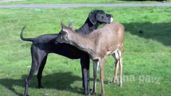 Watch the incredible friendship between a dog and a deer