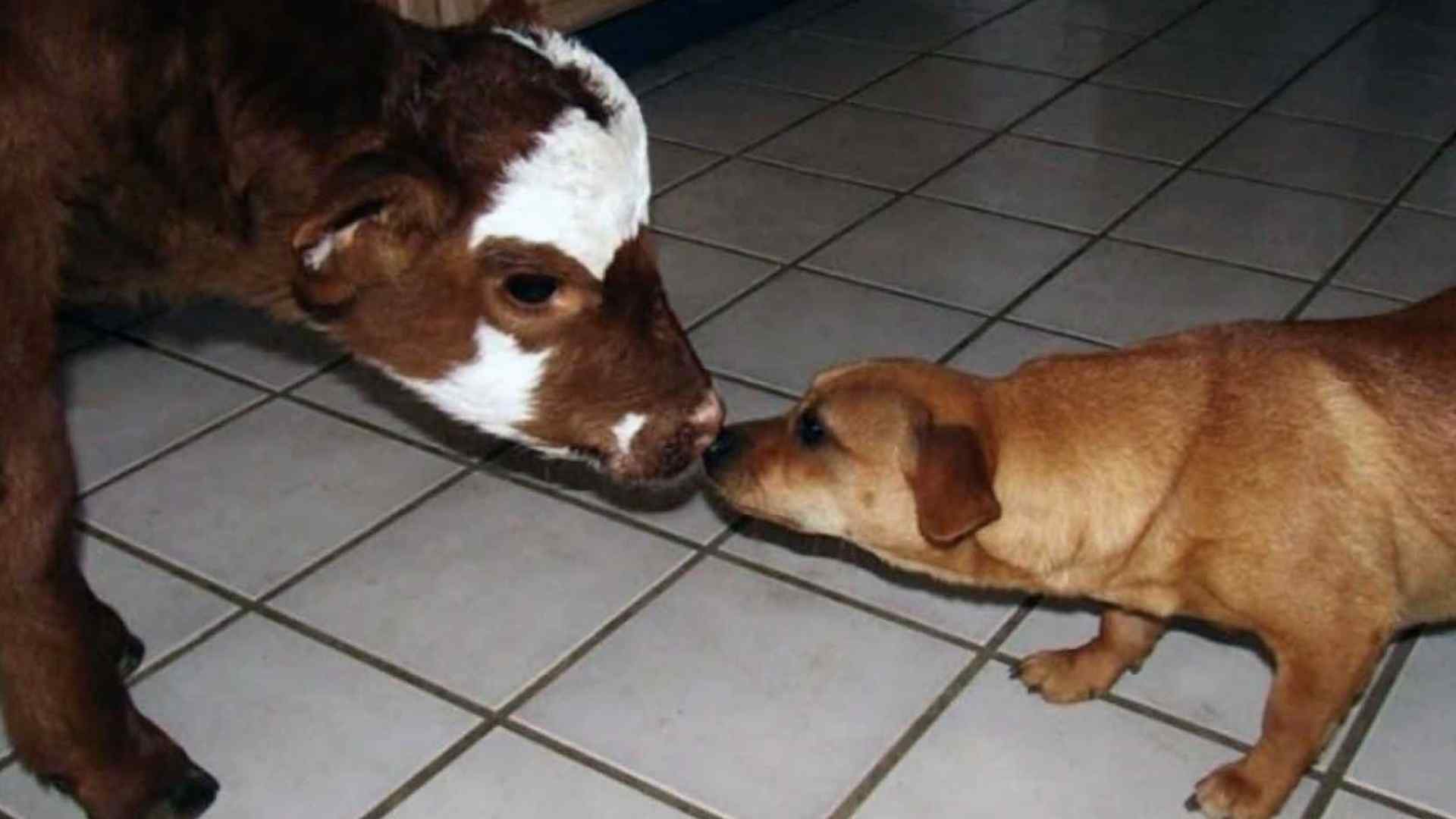 An amazing friendship between a miniature cow and her dog pack