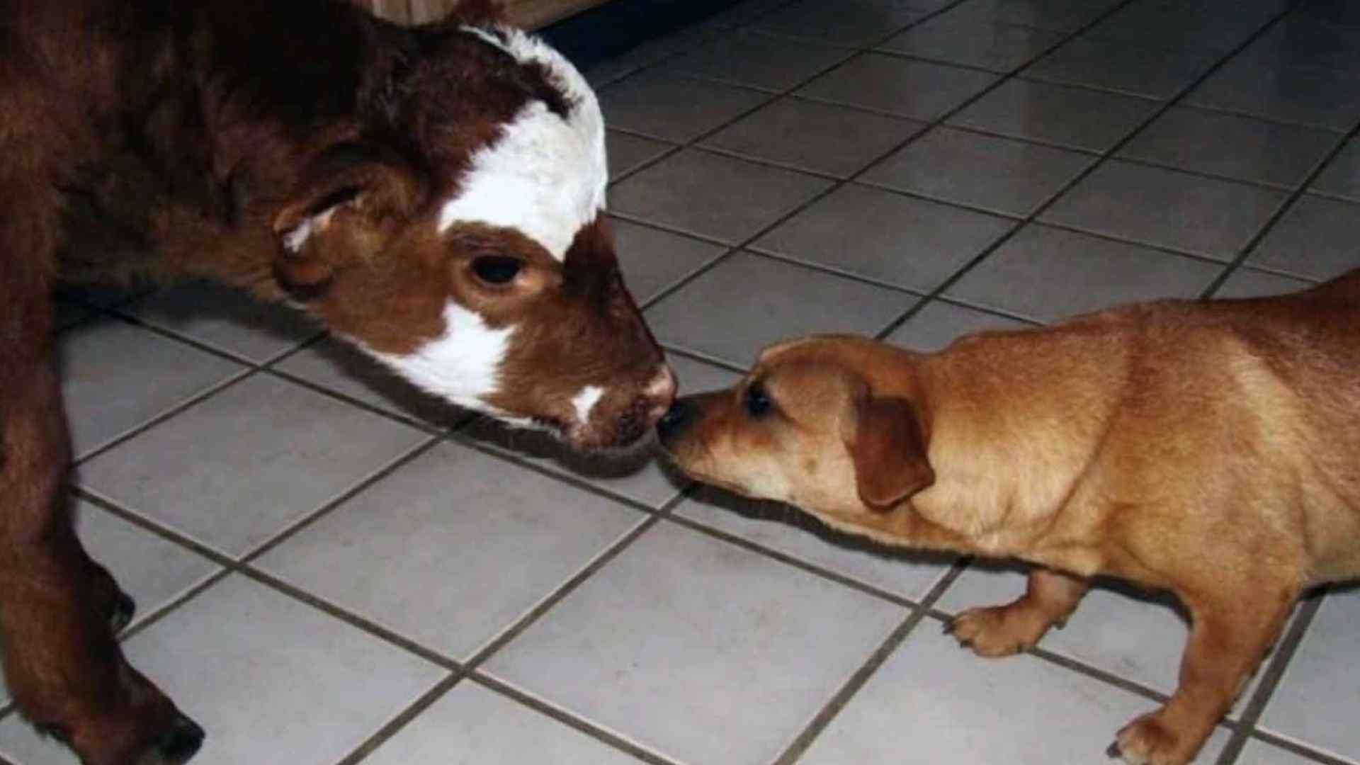 An Amazing Friendship Between A Miniature Cow and Her Dog Pack