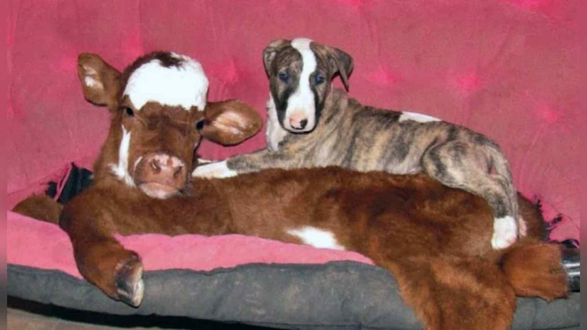 An amazing friendship between a miniature cow and her dog pack