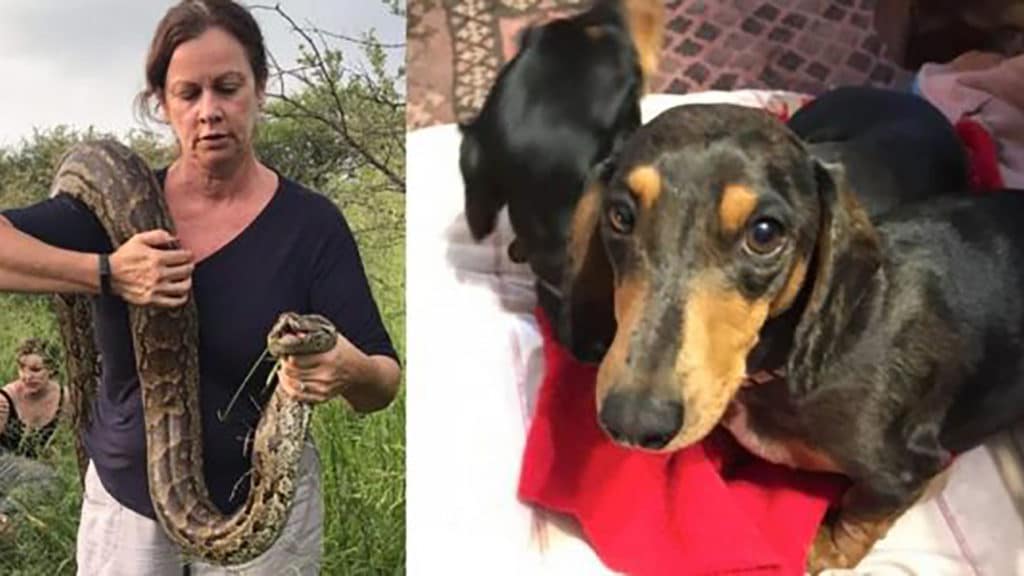 Brave woman fights off 15-foot python attacking her miniature dachshund