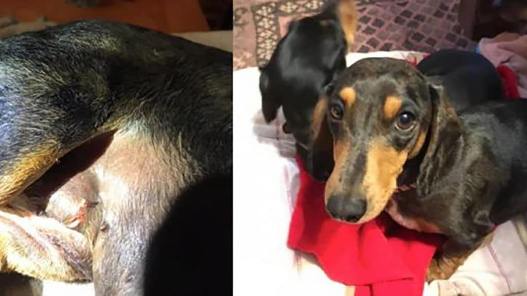 Brave woman fights off 15-foot python attacking her miniature dachshund