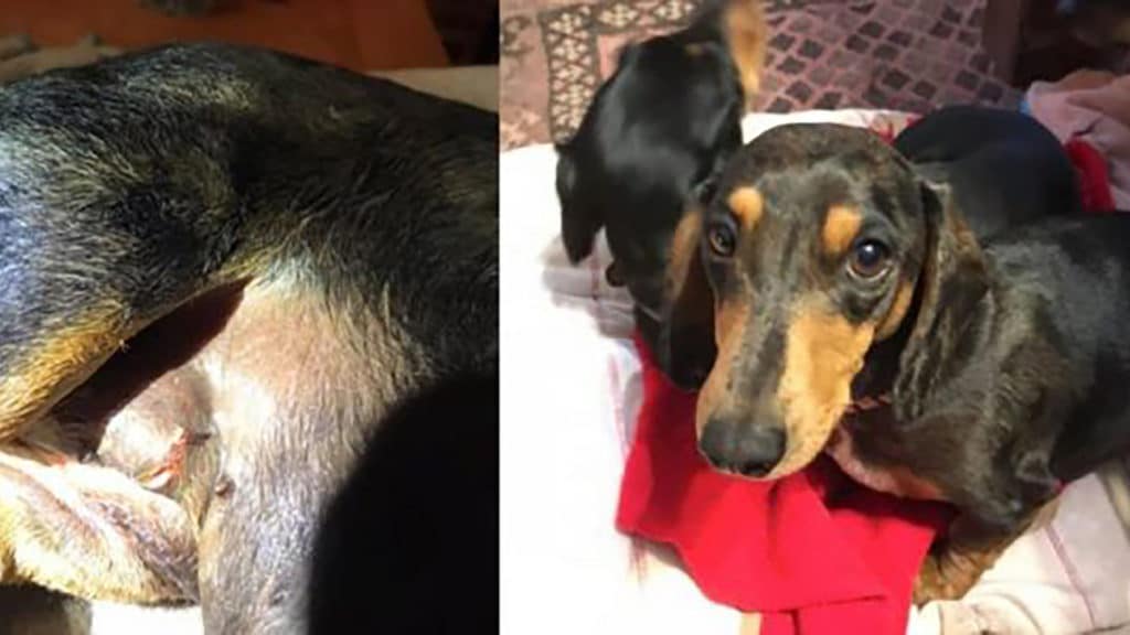 Brave Woman Fights Off 15-Foot Python Attacking Her Miniature Dachshund