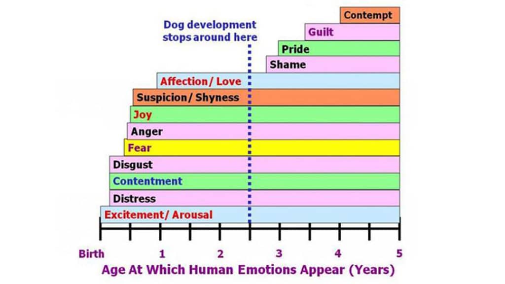 Dogs actually feel emotions and our feelings are mutual