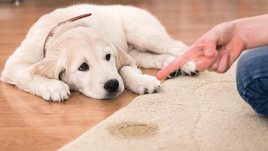 Dogs Actually Feel Emotions and Our Feelings Are Mutual