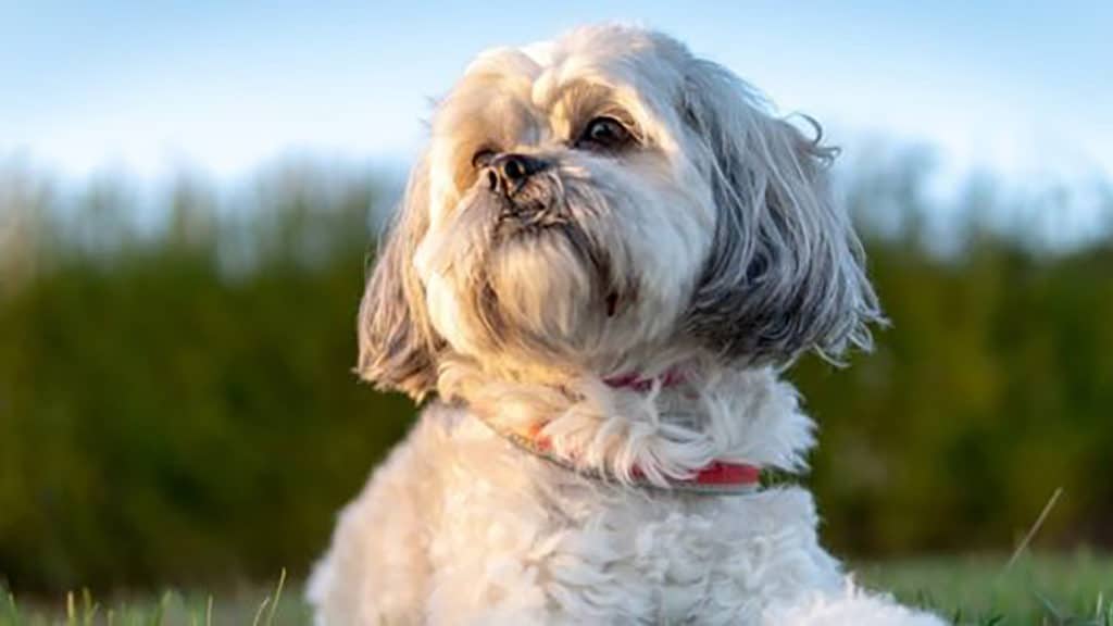 Dogs with shorter snouts are more social and science proves it