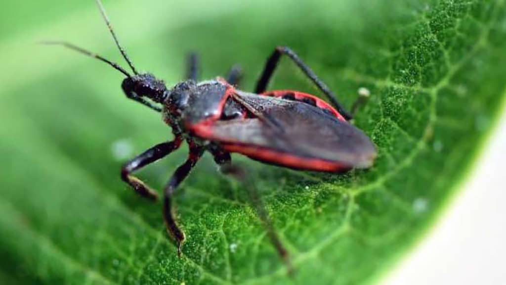 Health alert the kissing bug carries a parasite that can kill your dog