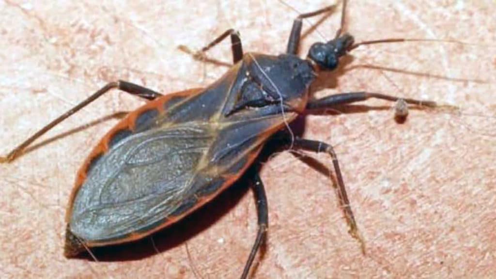 Health alert the kissing bug carries a parasite that can kill your dog