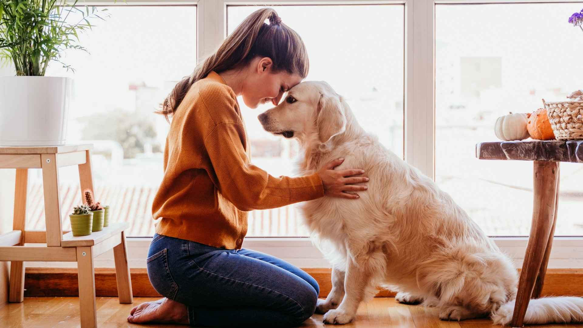 How to prevent pet anxiety if you are heading back to the office