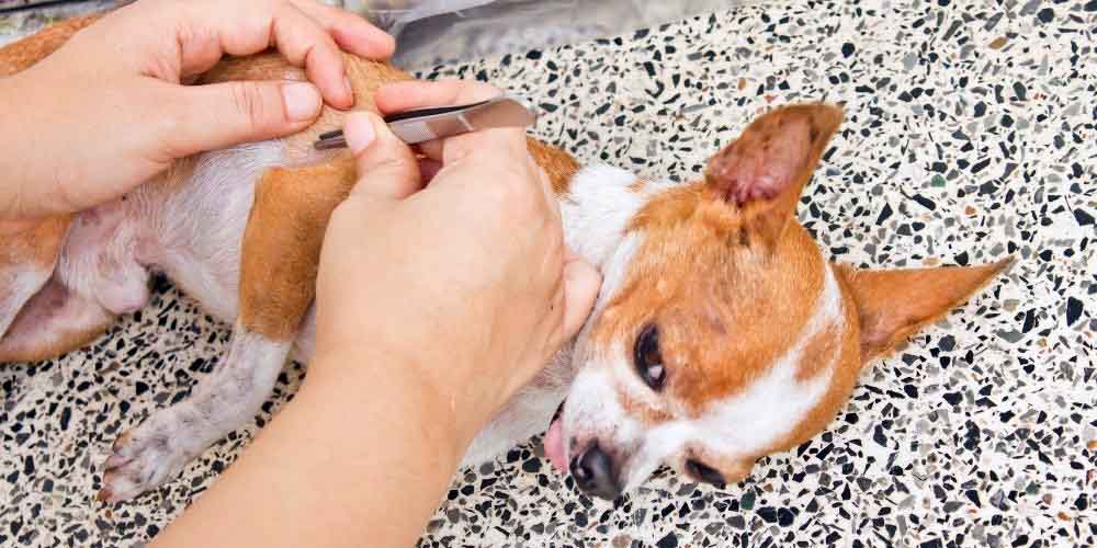 How to remove a tick from your dog in 4 easy steps