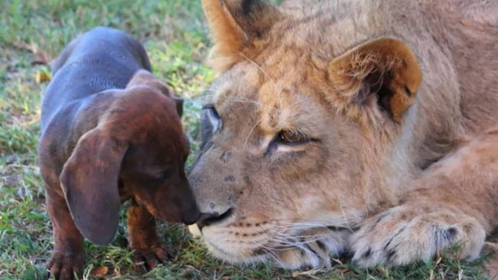 Icymi: an amazing friendship between a lion and a dachshund on tiger king