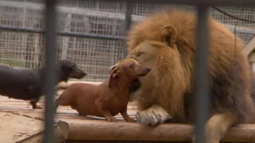 Icymi: an amazing friendship between a lion and a dachshund on tiger king