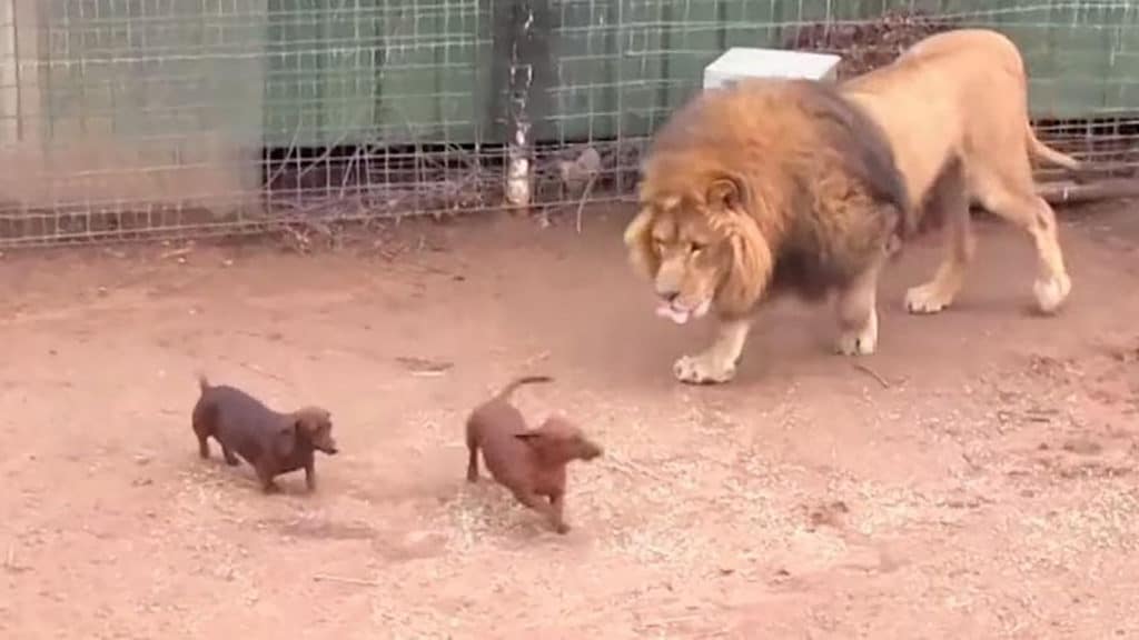 Icymi: an amazing friendship between a lion and a dachshund on tiger king