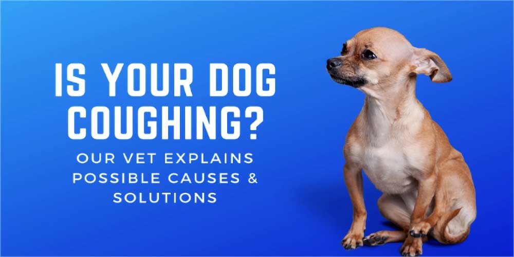 Is Your Dog Coughing? Our Vet Explains Possible Causes & Solutions