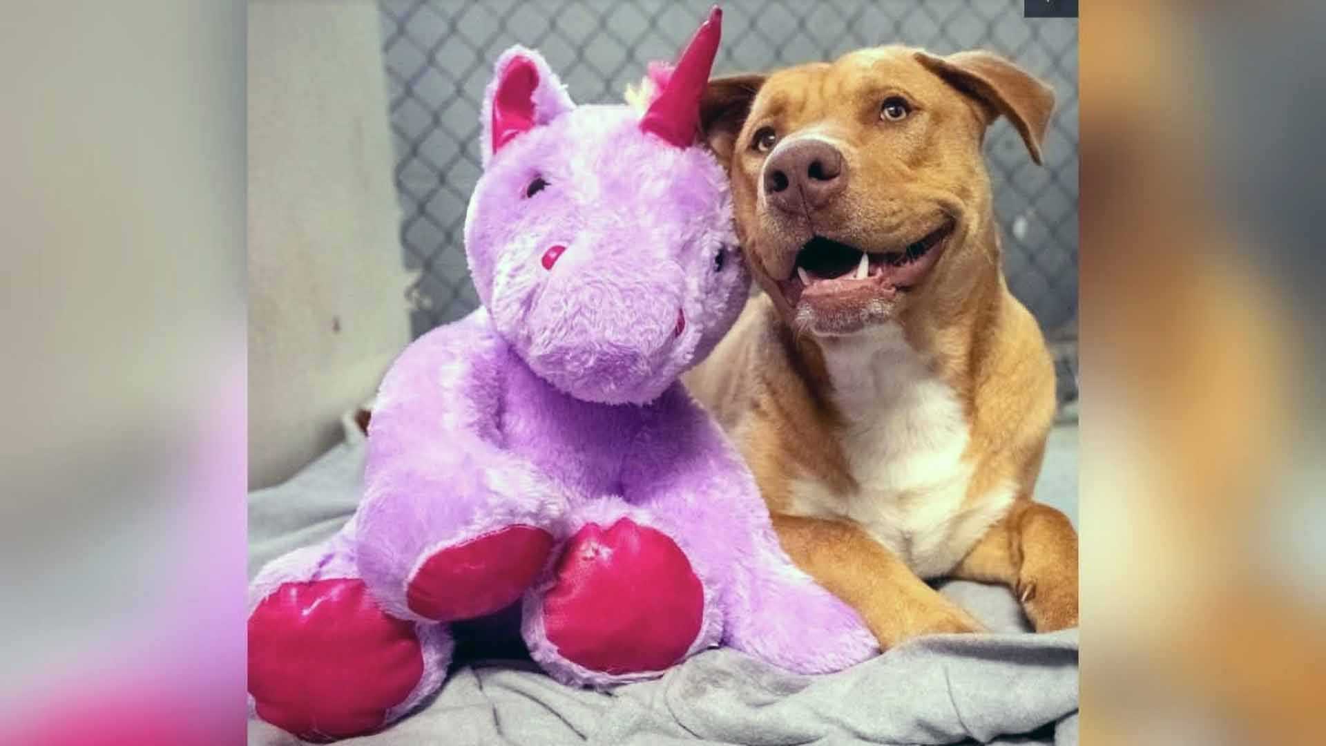 Lonely stray dog steals dollar general unicorn for comfort