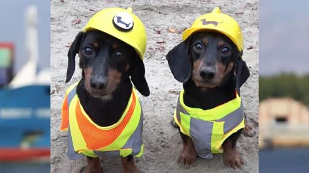 Meet the dachshunds who helped free a ship stuck in the suez canal