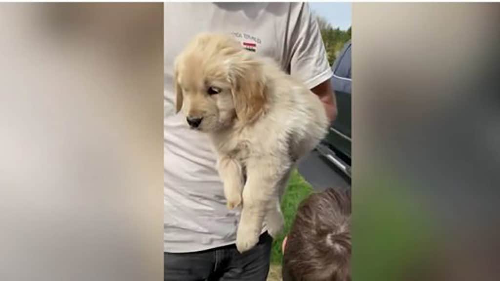 Minnesota boy without a leg finds best friend in golden retriever puppy born without paw