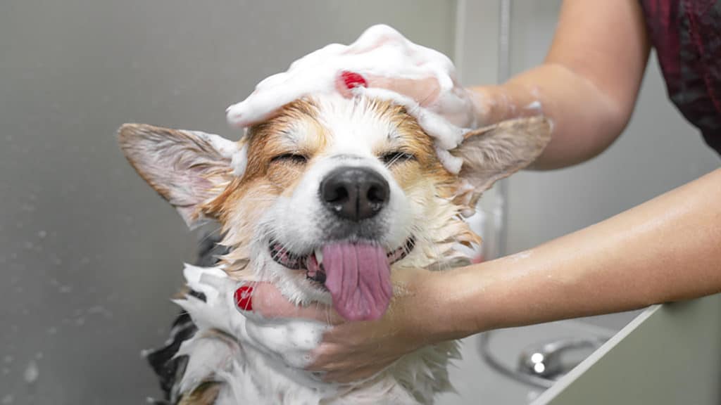My dog hates baths! What can i do!  