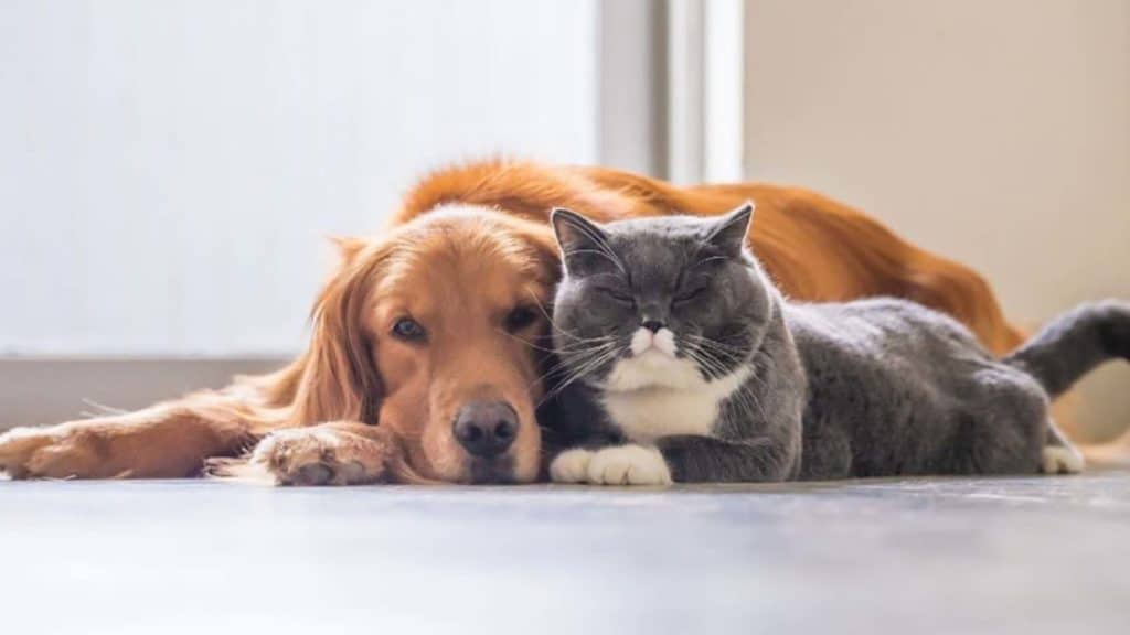 Non-surgical sterilization for cats and dogs one paw closer to reality