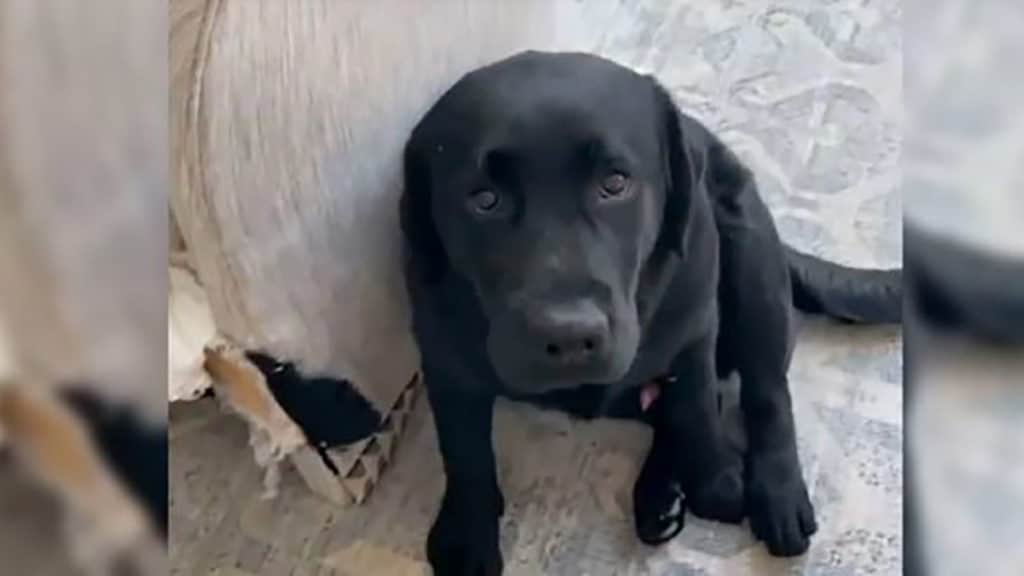 Reese witherspoon's black labrador puppy destroys her couch