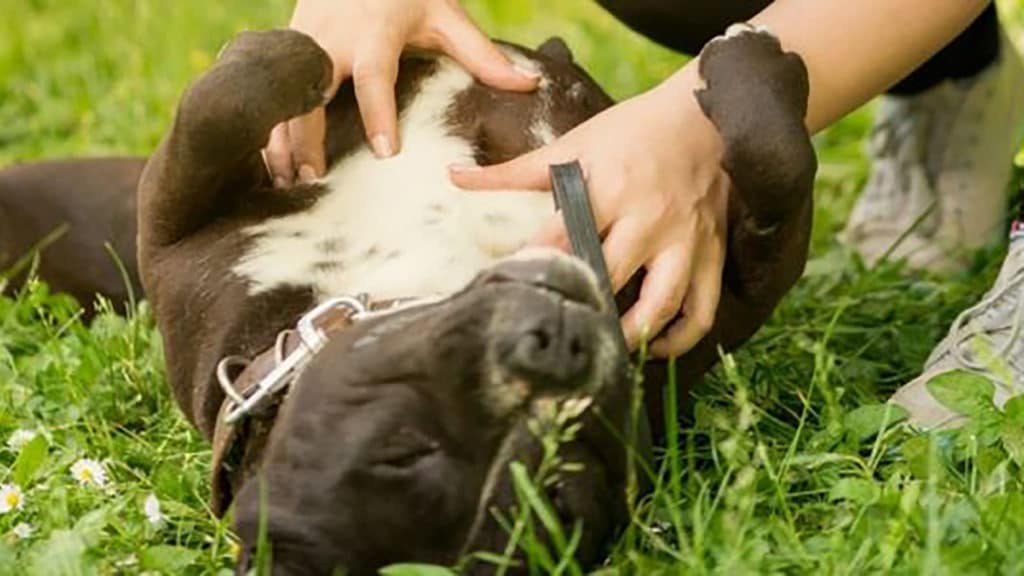 Study finds petting therapy dogs help stressed out college students