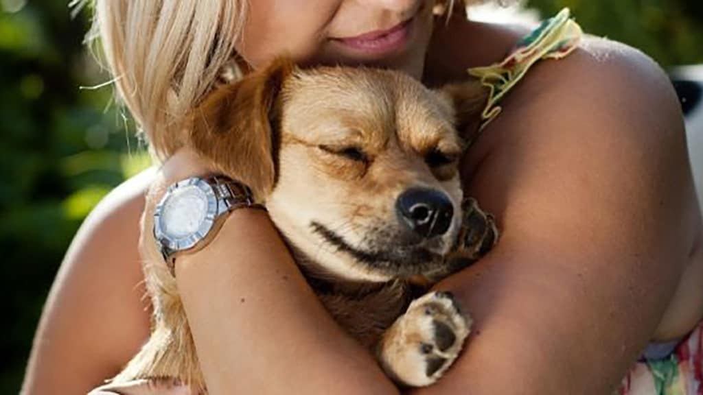 Study finds petting therapy dogs help stressed out college students