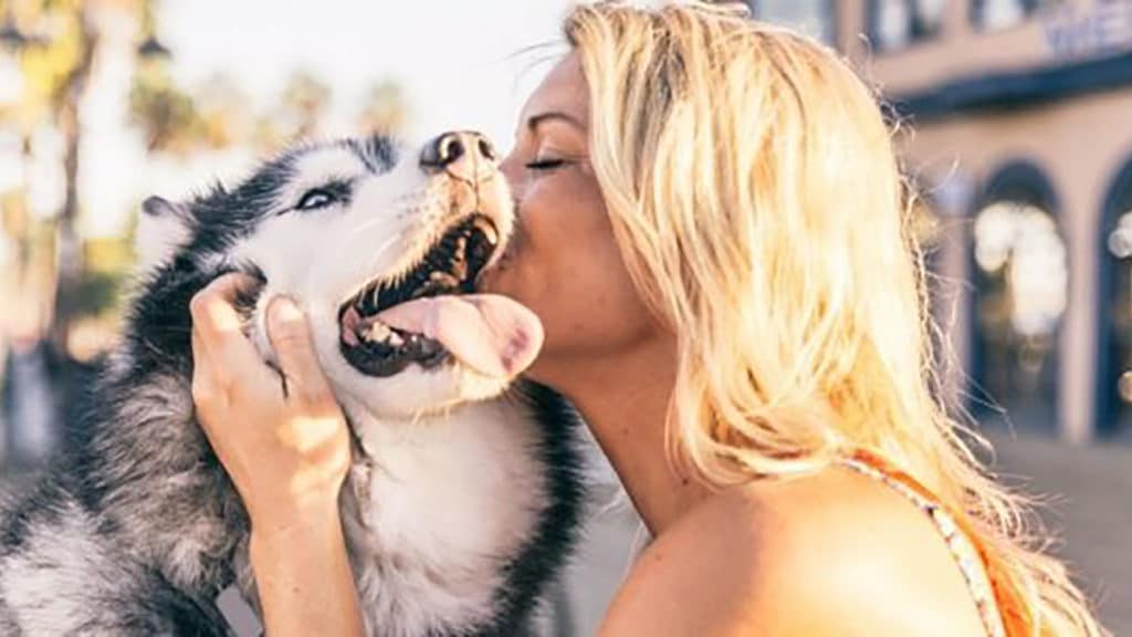 Study Finds Petting Therapy Dogs Help Stressed Out College Students