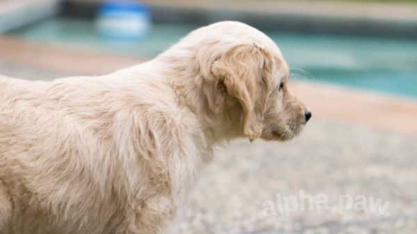 Teach your dog how to swim with these simple steps