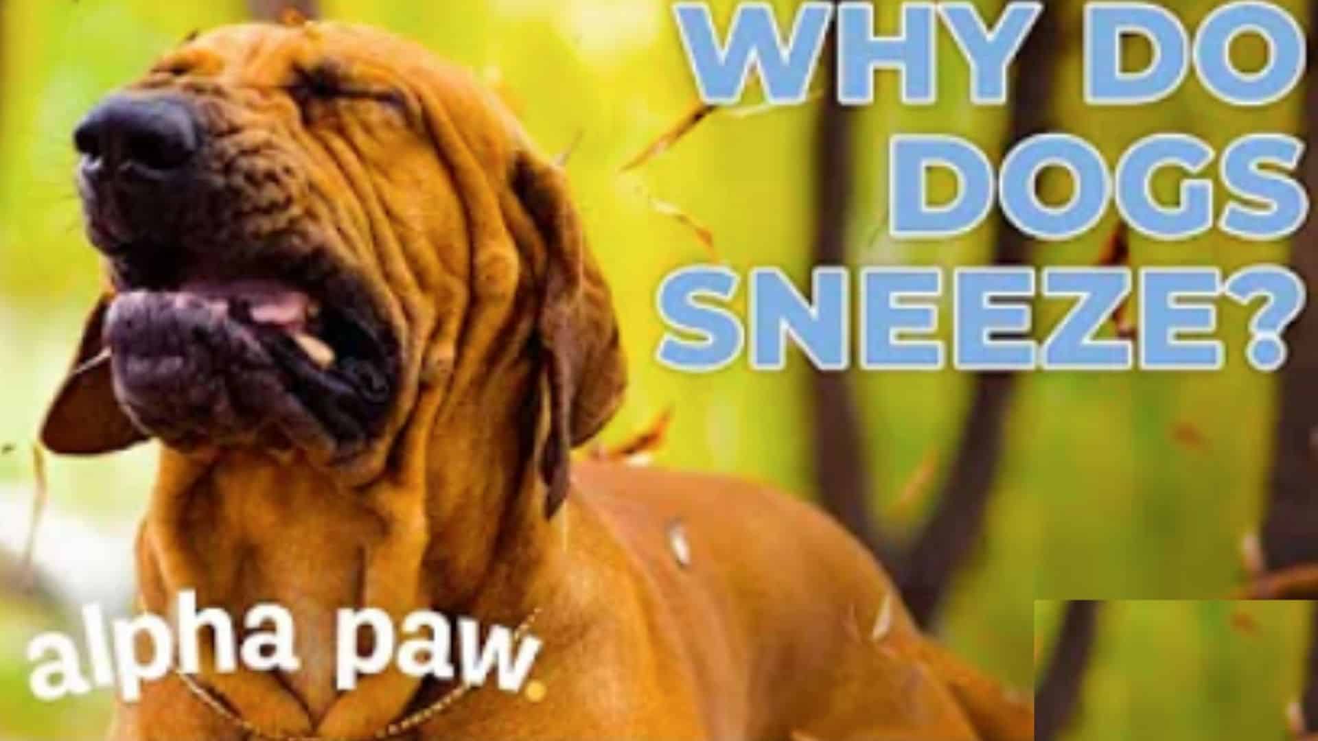Video Why Do Dogs Sneeze?