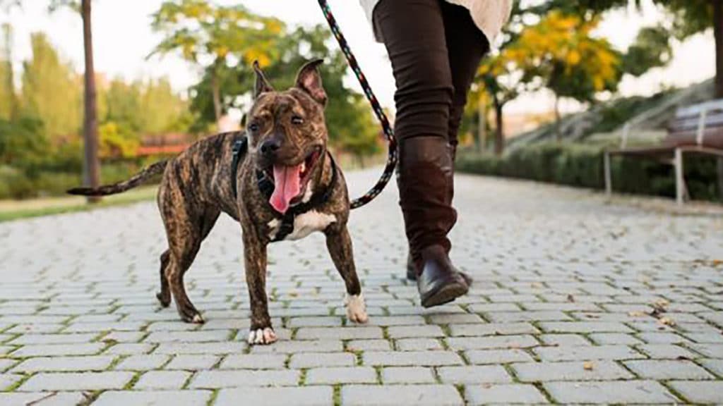 Video: why you shouldn't rush your dog on walks