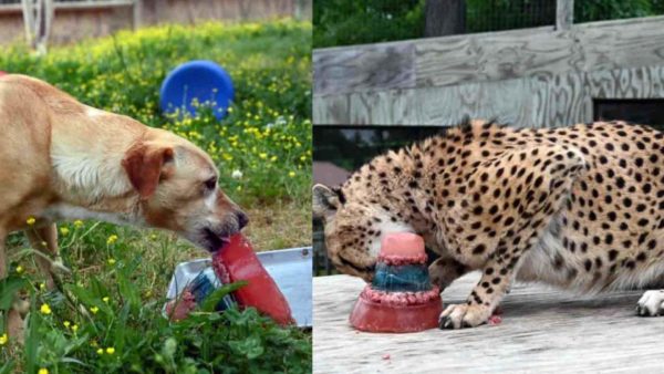 Watch the inspiring friendship between a dog and a cheetah